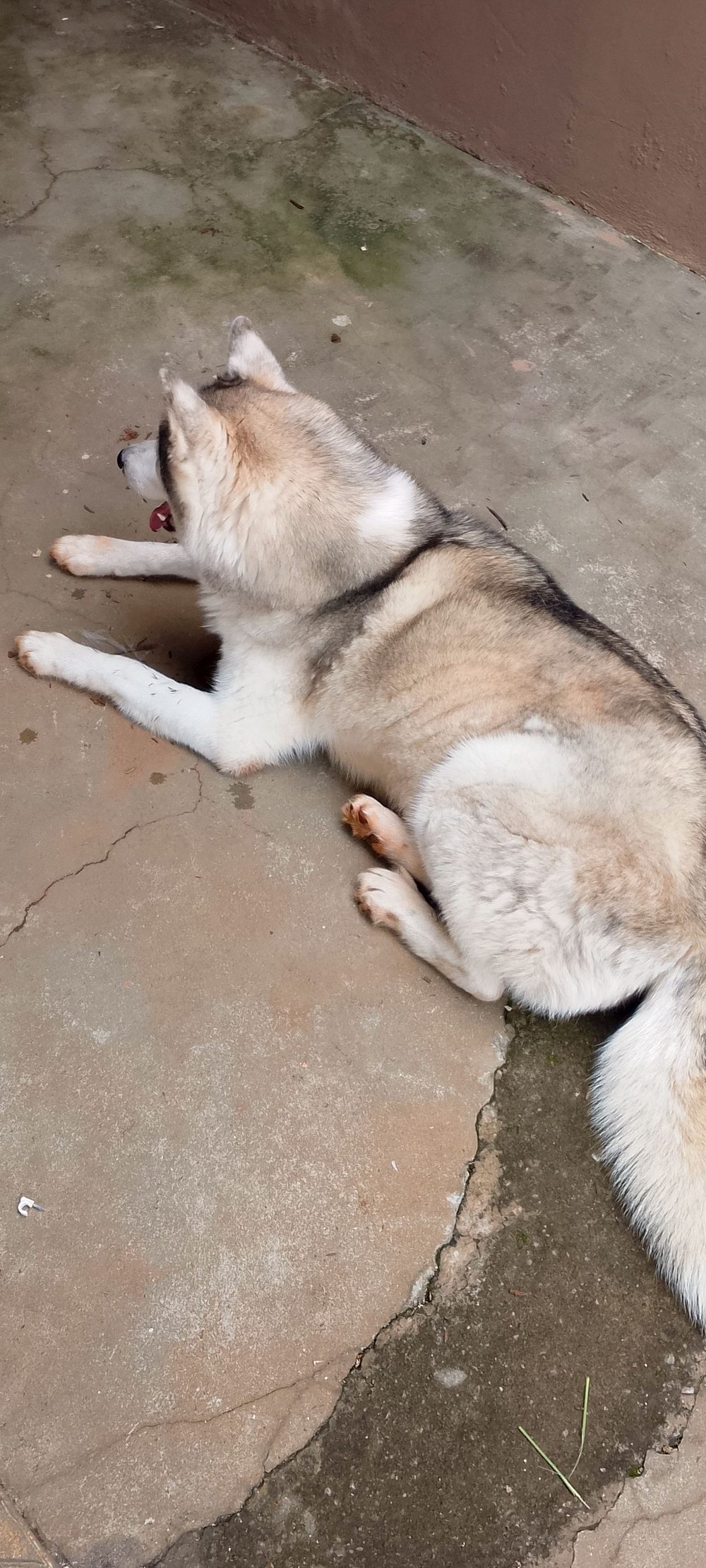Cão