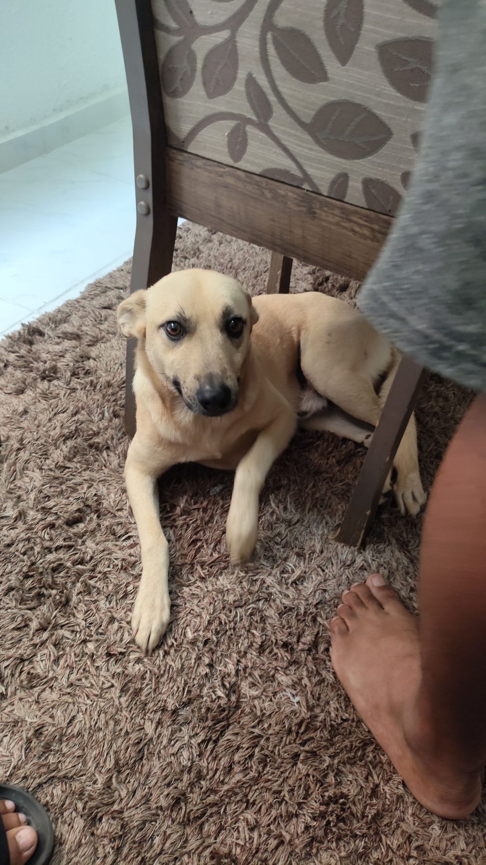 Cão