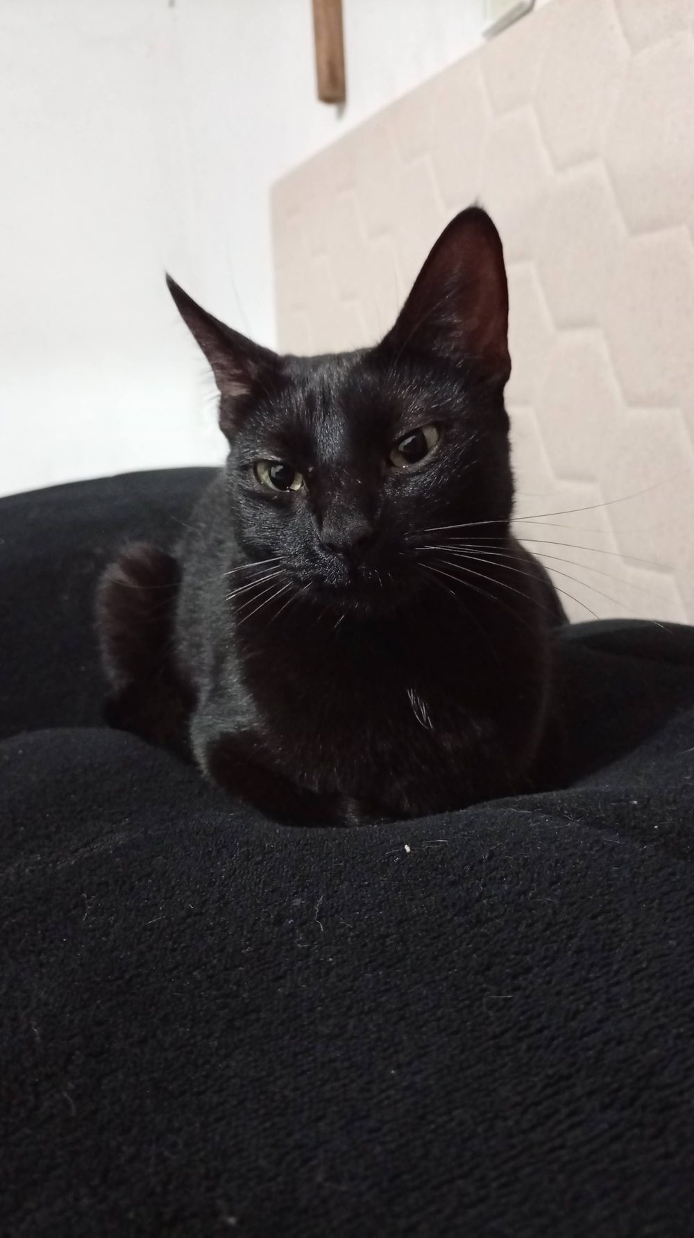 Mel