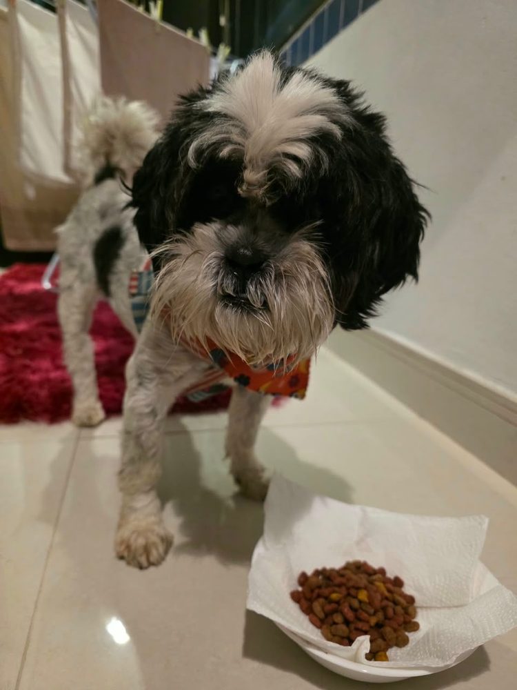 Cão