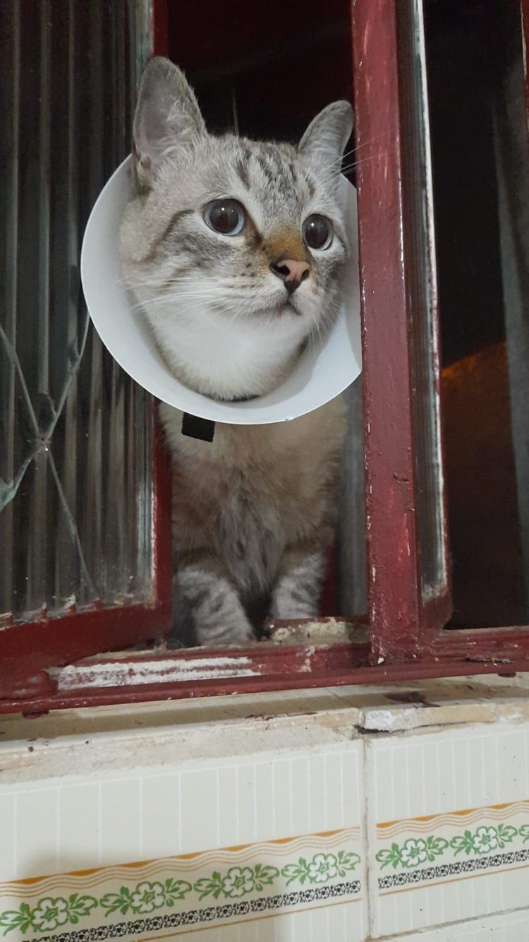 Myeong
