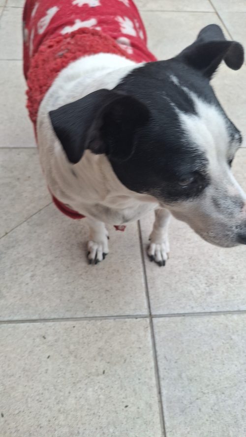 Cão