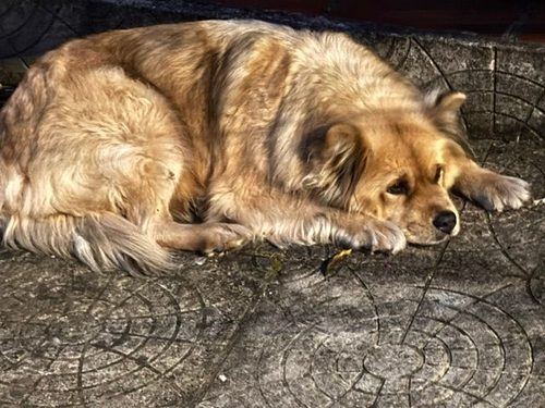 Cão