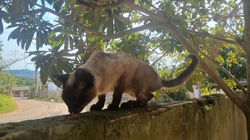 Gato