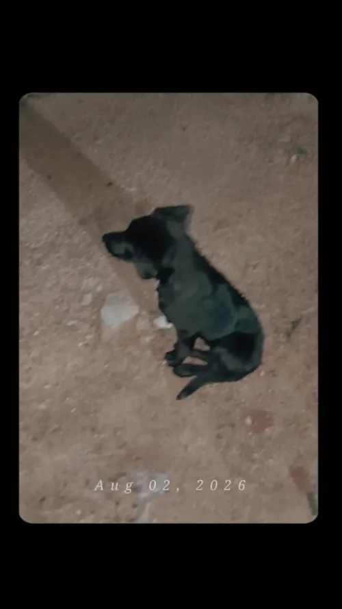 Cão