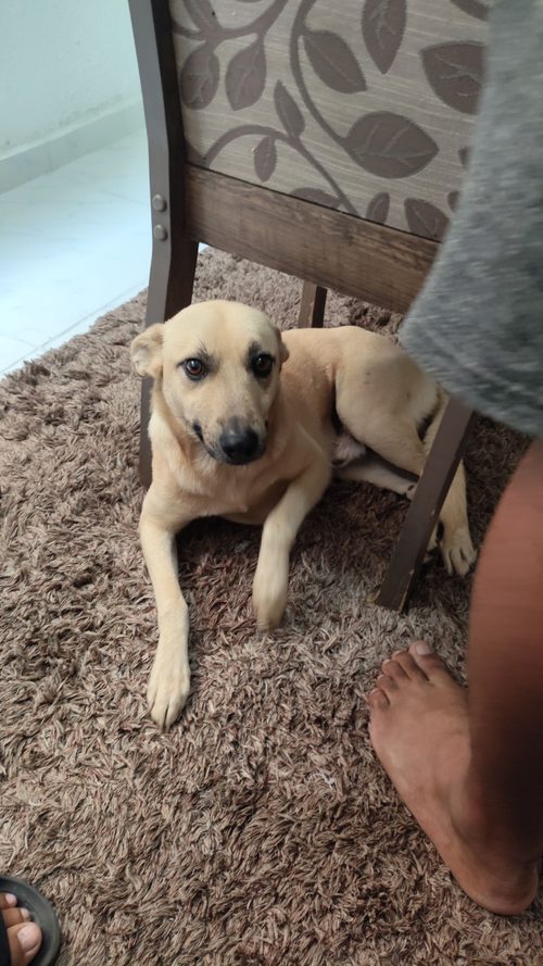Cão