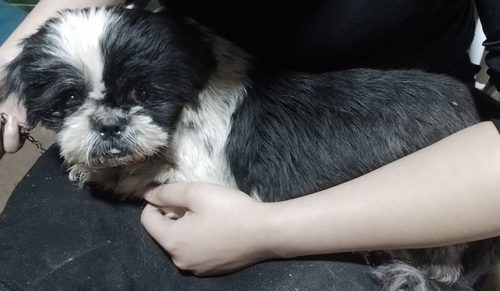 Cão