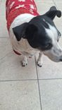 Cão