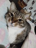 Olivio