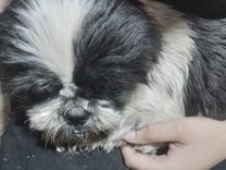 Cão