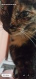 Wanda