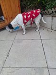 Cão