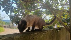 Gato