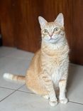 Titi/Tigrão