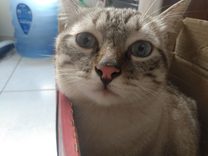 Myeong