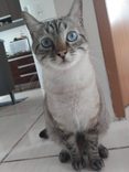 Myeong