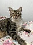 Olivio