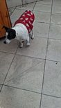 Cão