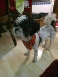 Cão