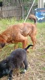 Estrela