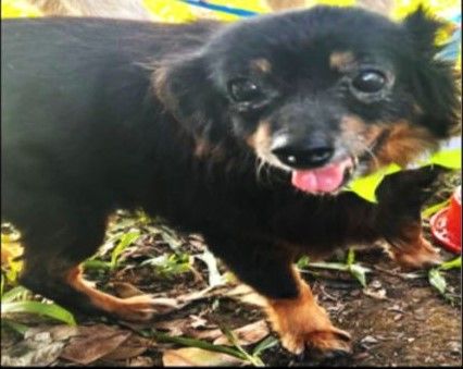 Cão