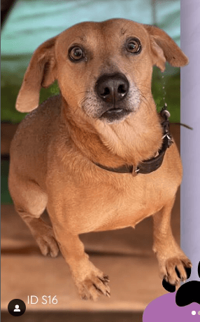 Cão